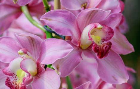 Даже сухая орхидея зацвела как бешеная: Полила её этим «убойным» настоем — активаторы роста больше не нужны
