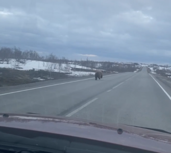 «Косолапый лихач»: на дороге в Териберке автомобилист встретил медведя