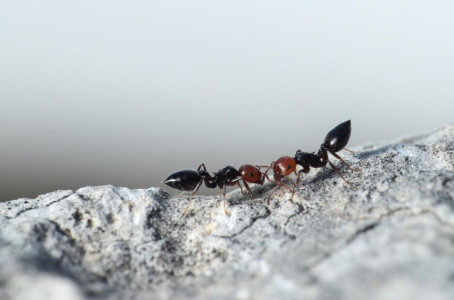 5 часов — и муравьев пропал след: смекалистые дачники в два счета избавляются от вредителей — «адская вкусняшка» за копейки