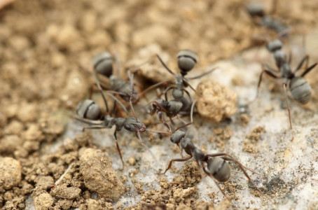 Развожу это аптечное средство в воде и брызгаю на муравейники: надоедливые насекомые исчезают с глаз за 24 часа — и тля отправляется за ними вслед