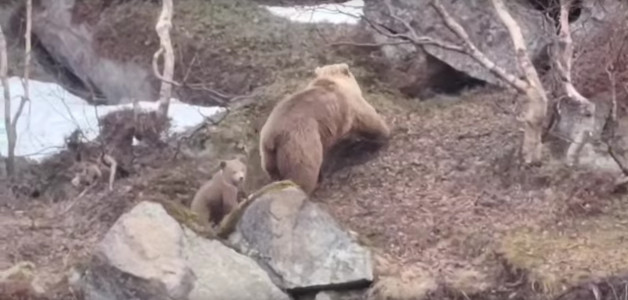 В районе Териберки навстречу к людям вышли медвежонок с матерью