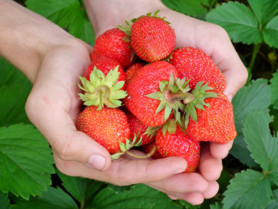 Клубника порадует сладкими ягодами: Добавьте эти два удобрения — результат вас удивит