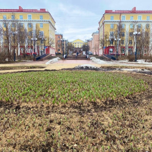 Райское местечко: кольцо на въезде в Кировск украсят 13 000 тюльпанов