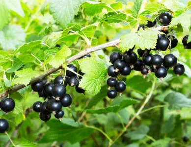 Чёрной смородине в июне — обязательно: внесите эту подкормку во время формирования ягод — залог крупных и вкусных плодов
