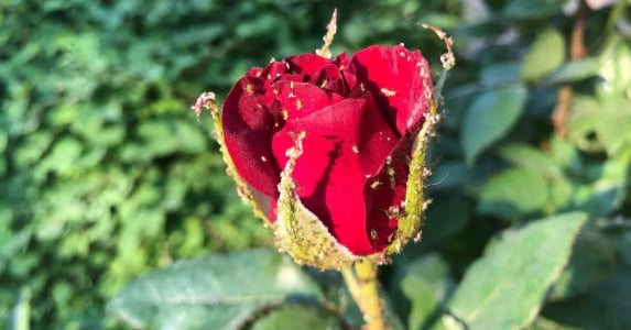 Розы будут цвести все лето: в июне угостите их этим эко-настоем — тля и муравьи капитулируют к соседям