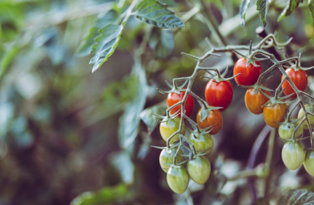 На раз определяю, чего не хватает моим томатам: сосед-агроном рассказал как понять, что растение нуждается в микроэлементах — рассада будет мощной и плодовитой