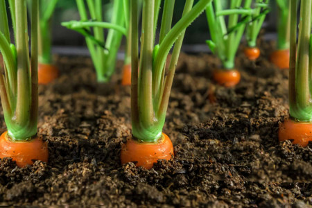 Зелень моркови будет густой, а плоды — крупными: в начале лета обязательно проведите эти процедуры — залог здорового урожая