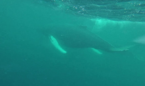 Путешествие к китам: северяне засняли морских гигантов возле Кильдины