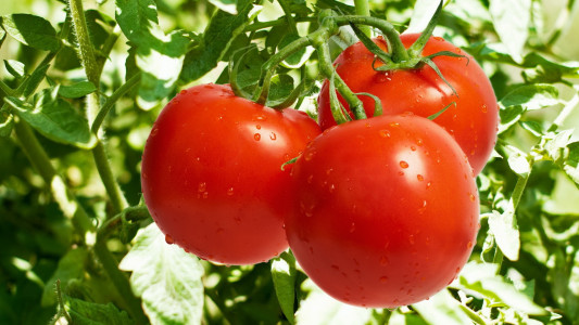 Две подкормки — и помидоры будут плодоносить без остановки: соберете 20 кг томатов с квадратного метра — сорт не имеет значения