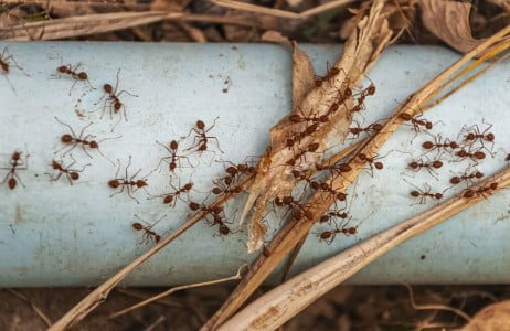 Всего два стакана — утром муравьев не найдете даже с лупой: хитрые дачники избавляются от них только так — чистый огород за копейки