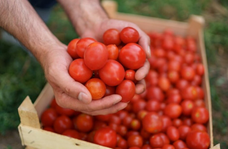 Первая подкормка томатов только такая: крошу в ведро эти вещества и поливаю один раз — собираю все лето ведрами