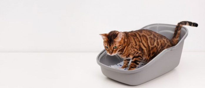 Надеваю пластиковый пакет на кошачий лоток: вот как это помогает избавиться от неистребимой вони из «туалета» и реже мыть ёмкость — хитрость от бывалых кошатников