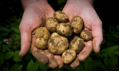 Как не сгубить угрожай: ученый-агроном раскрыла две главные ошибки в поливе картофеля