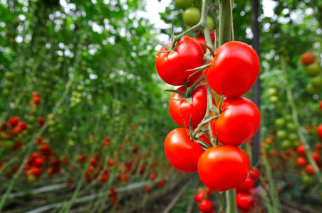 Всего две подкормки — и плодоношение помидоров уже не остановить: эти растворы важно внести в начале июня — небывалый урожай гарантирован