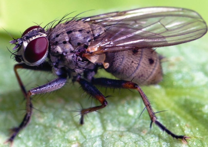 Разрезаю пластиковую бутылку пополам: Делаю лучшую ловушку для мух за 5 секунд — зловредные насекомые потерпят крах