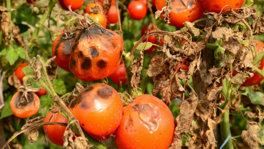 Фитофтороз и «грибок» помидорам больше не страшны: Это средство реанимирует зараженные томаты всего за 24 часа — агроном Давыдова плохого не посоветует