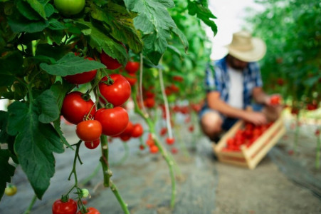 Невероятная бутонизация, плодов — море: рецепт эффективной подкормки помидоров — агрономы вырвут с руками