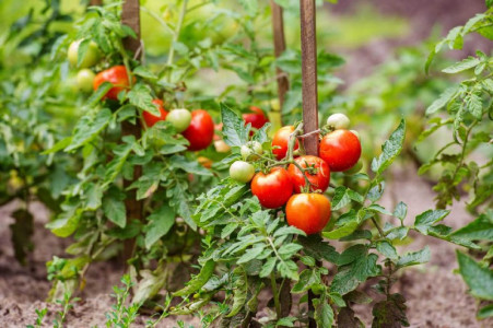 Замедлят рост и перестанут плодоносить: 3 главные ошибки дачников при выращивании помидоров — так вы точно погубите урожай