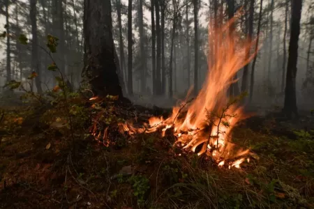 В России лесной пожар подобрался к железной дороге: поезд проехал через горящий лес — машинист записал видео