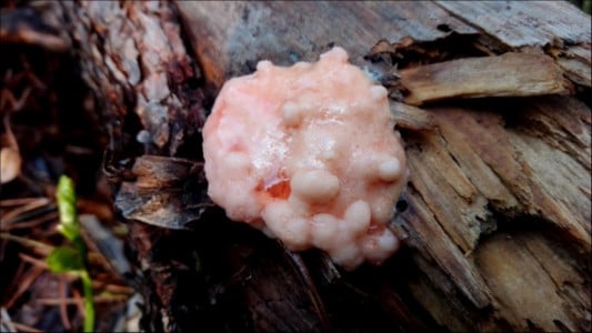 «Кровоточащий зуб»: в Кандалакше обнаружили первые в этом сезоне грибы