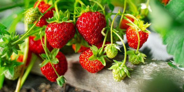 Вот почему нет обилия ягод: многие садоводы допускают 3 ошибки при использовании борной кислоты на клубничной грядке — их назвал огородный эксперт