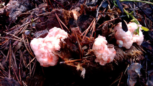 В Мурманской области нашли первые в этом сезоне грибы — но есть их нельзя, если хочется жить