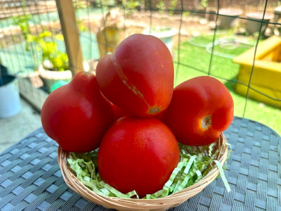 Моментальная дачная закуска: Режу помидоры дольками и добавляю необычную пикантную заправку — все смешал и готово