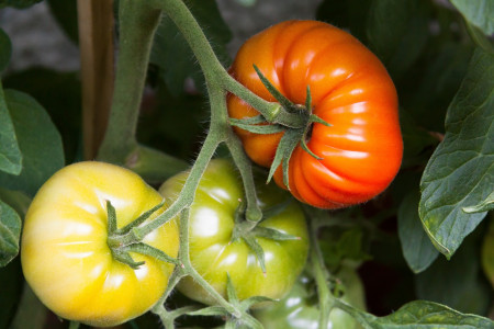 Фитофтора обойдет стороной: вот чем нужно срочно обработать томаты и картофель — урожай побьет все рекорды