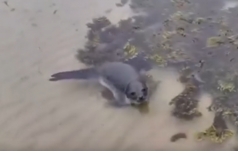 Рыбаки спасли тюленя от голодных косаток в Баренцевом море