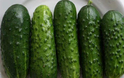 Рванут на перегонки — и без «химозы»: замачиваю семена огурцов в 1 продукте — не марганцовка