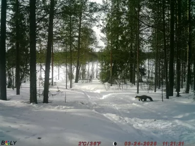 Лесная куница попала на видео в Мурманской области