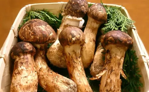 Тюремный срок за сбор грибов мацутакэ: юрист Георгиева напомнила гражданам о правилах «тихой охоты»