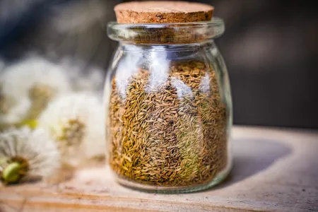 Дикий кунжут из одуванчиков: собираем «пушистики» весной — наслаждаемся вкусом круглый год