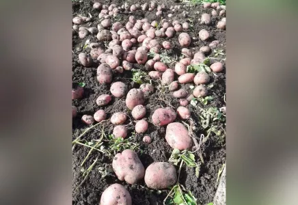 Щепотку в лунку — и картофель даёт космический урожай: выкапываем по ведру корнеплодов с куста