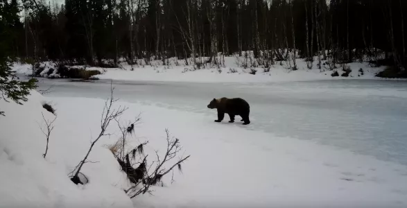 Лось и медведь: первые весенние встречи в Лапландском заповеднике