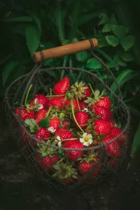 Эти сорта клубники подарят тот самый вкус из детства: какие лучше выбрать и как добиться сладкого урожая