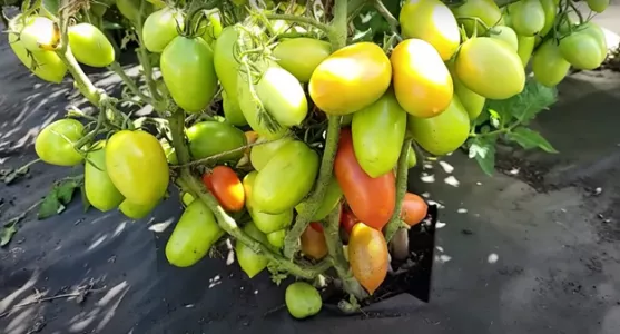 Стакан под молодой кустик — и томаты «пугают» урожайностью: летом вся кухня в тазах с помидорами