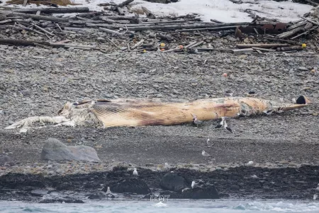 В Мурманской области на берегу острова Кильдин в Баренцевом море нашли тушу погибшего кита