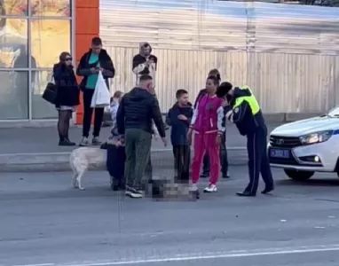 В Мурманске водитель переехал собаку у пешеходного перехода
