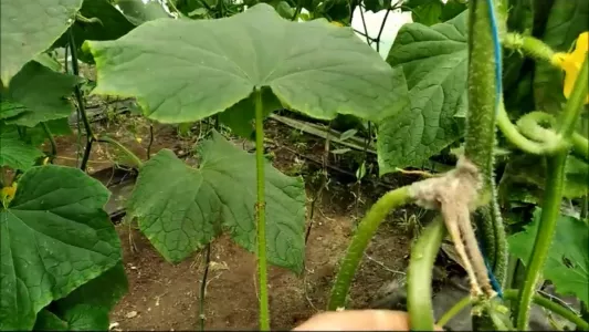 Копеечное народное средство от серой гнили на огурцах: сохраняем овощи здоровыми, крепкими и сочными