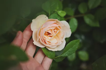 Забудьте про блеклые и засохшие листья роз: необычное удобрение, от которого кусты цветут, как сумасшедшие, весь сезон
