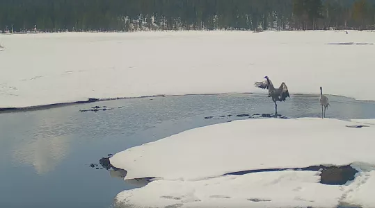 Серые журавли в Мурманской области попали на видео