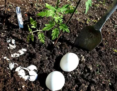 Яичный секрет для дачи: что будет, если положить яйцо в лунку