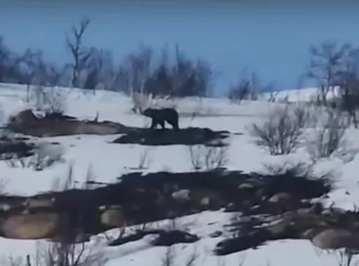 Гуляющий по тундре голодный медведь попал на видео в Мурманской области