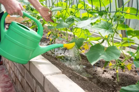 Огурцам после высадки — оптимально: поливаю «народной» подкормкой и от плодов спасения нет