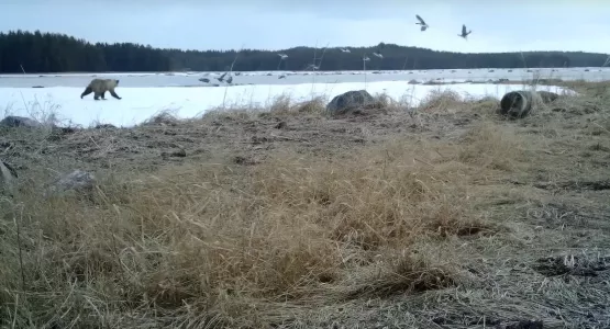 Охота медведя на гусей в Мурманской области попала на видео