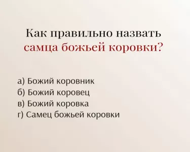 Проверьте свои знания в тесте: как правильно назвать самца божьей коровки