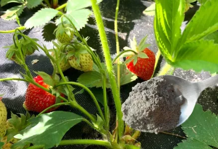 Ложка под куст — и клубника завалит ягодами на весь сезон: натуральная «дедовская» подкормка