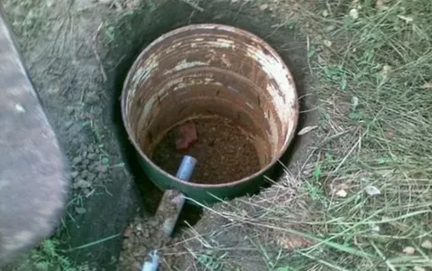 Без проблем с откачкой воды в выгребной яме: всего лишь одно растение решит насущные вопросы — неприятный запах обойдет стороной