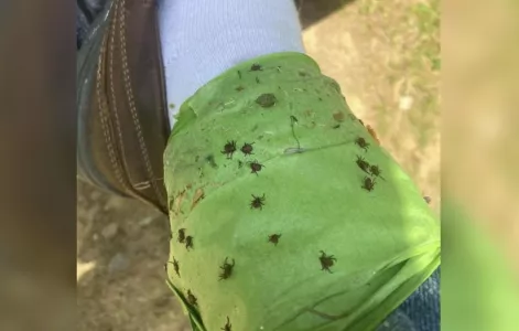Намотали на ноги — и хоть в тайгу: клещам доступ к телу закрыт — ни один кровосос не вцепится